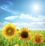 Yellow sunflower in a field