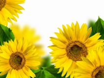 yellow sunflowers with green leaf isolated over white