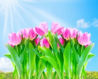 Beautiful tulip flowers in the park over blue sky.