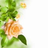 Yellow flower rose with green leafs on white background