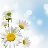 white daisywheels on blue background