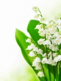 Lily of the Valley isolated on white background