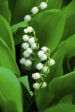 lily-of-the-valley closeup
