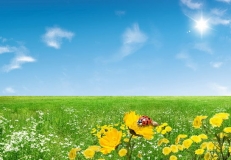 Fresh flowers and a ladybird on the sky background